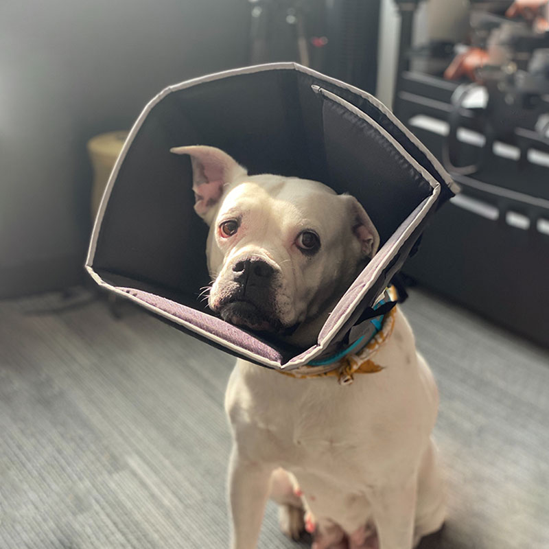 a dog with a cone around its head